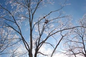 photo of silhouette of a winter tree against a blue sky