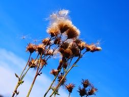 dry flower against the sky