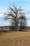 big old bare tree in countryside