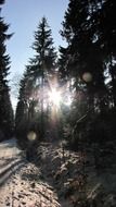 winter forest in the sun