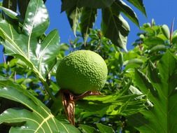 fruit on the tree