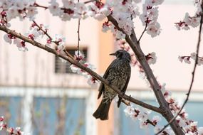 Bird on the cherry tree