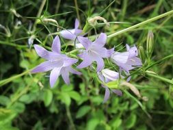 pale blue bells among green grass