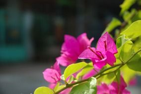branch with bright pink flowers close-up on blurred background