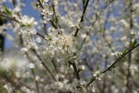 tree branches covered with flowers