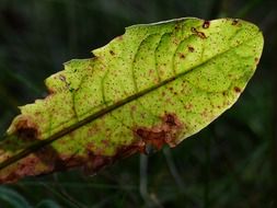 dandelion leaf close up
