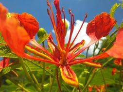 red flowers low angle shot