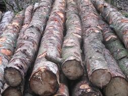 Tree trunks from the forest