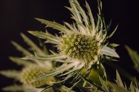 Close-up of the beautiful and colorful thistle flowerheads