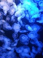 jellyfish jelly fish