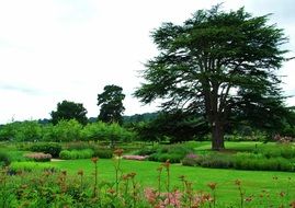 tall tree in a green meadow