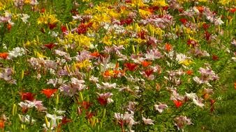 summer flowers in the green grass