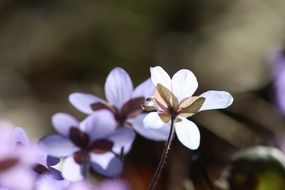 Hepatica flowers in the garden