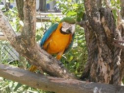 Ara parrot perched dry branch in zoo
