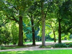 trees in the park on a sunny day