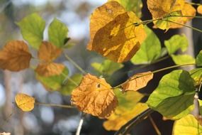 golden and green autumn leaves