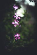 pink small flowers on a dark green bush