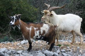 wild mountain goats