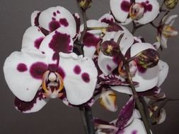 closeup photo of white orchid with red dots