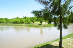 pine and water