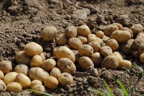 potato harvest on the field