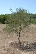 lonely olive tree in countryside