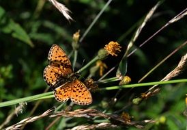 Butterfly on a grass