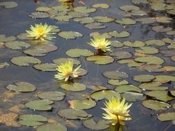 Yellow water lilies in a pond