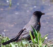 robin, black bird rests on grass