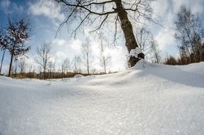 tree in the snow in winter