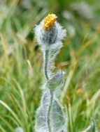 shaggy bloom