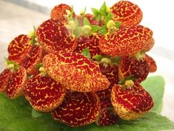 Slipper flowers, Calceolaria in bloom