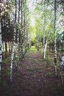 Beautiful and colorful young birch forest