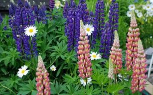 flowerbed garden