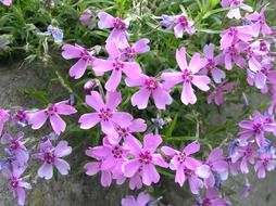 Creeping phlox, pink flowers