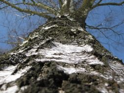 bare old birch tree trunk close up, bottom view
