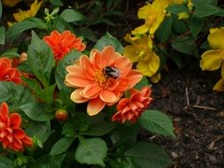 orange dahlia plants on flowerbed