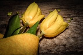 Yellow cutted tulips flowers