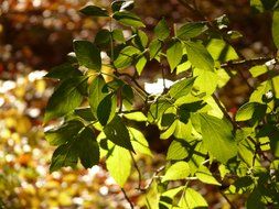 black elderberry leaves in the morning sun