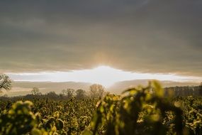 landscape of the golden sunrise