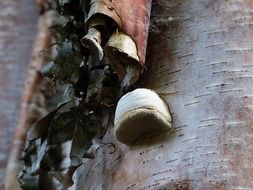 Fungus mushroom growing on the tree