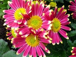 picture of the bright pink and yellow flowers
