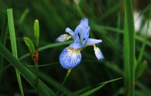 single blue iris