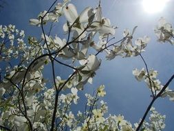 fascinating sun tree