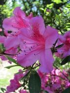 pink flowers in the shade of other plants