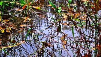 forest pond in autumn