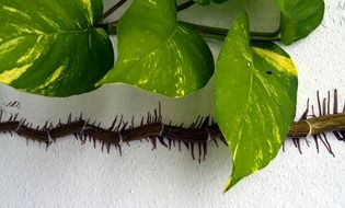 climbing plant