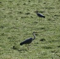 gray herons on polder