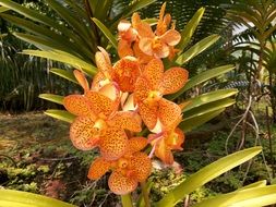 beautiful orange vanda orchid in bloom