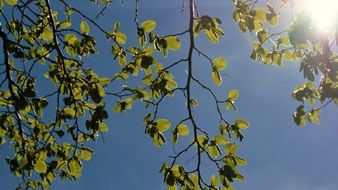 mood spring trees nature